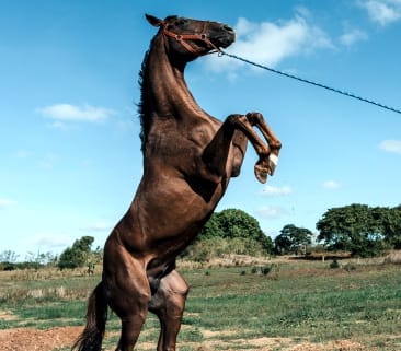 Cavalo empinando, seguro pelo tratador